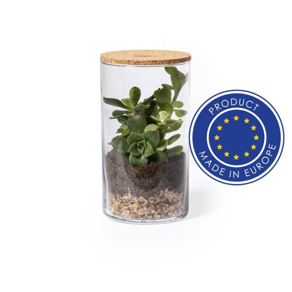 Szklane terrarium, nasiona kaktusa - V0917-00-1462672